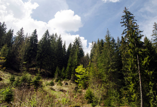 Forest in the mountains, summer vacation locations - Photo, Image