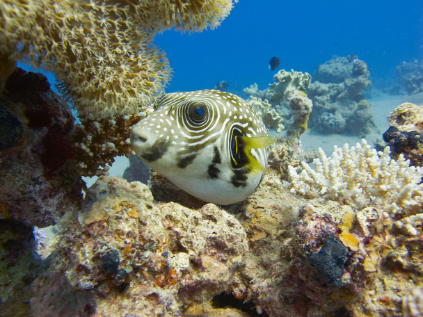 Pufferfish in the red sea - Photo, Image