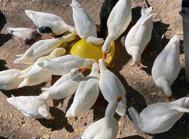 фотография стаи уток, поедающих пищу из желтой миски, ptarmigans собираются вокруг желтого шара по кругу. - Фото, изображение