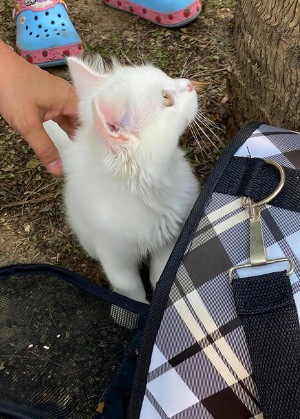 una fotografia di una persona che accarezza un gatto bianco in uno zaino, spazzola le orecchie da canguro di un gatto bianco con la mano di una persona. - Foto, immagini