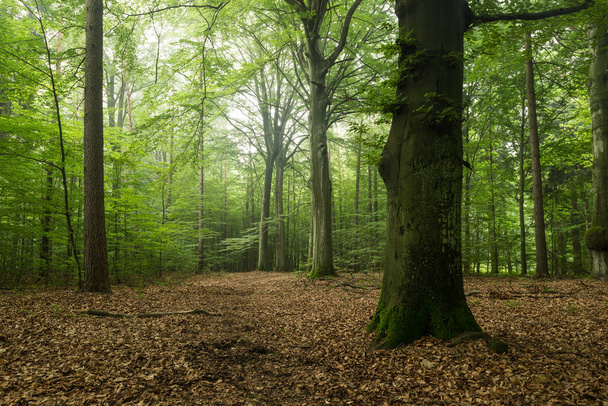 туманный зеленый старый лес по утрам - Фото, изображение