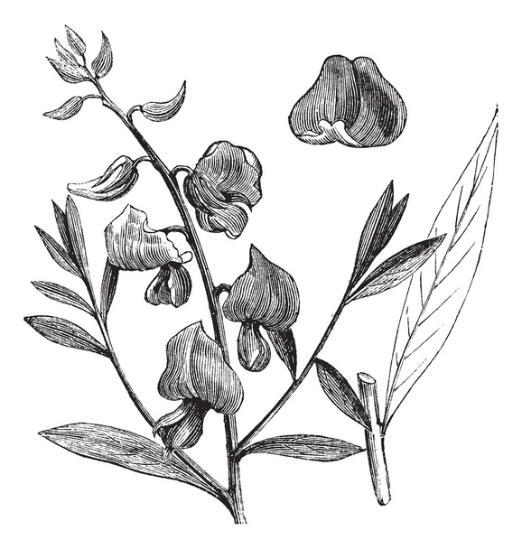 Sunn tai Sunn Hamppu tai Crotalaria Juncea vuosikerta kaiverrus
 - Vektori, kuva