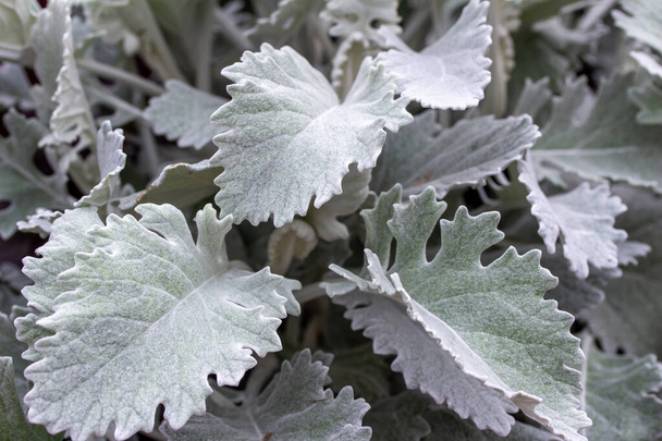 Повний вигляд текстури рамки тла рослини сріблястого листя на запиленому млині - Фото, зображення