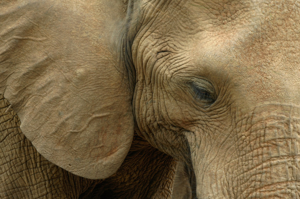 Elephant Portrait - Photo, Image