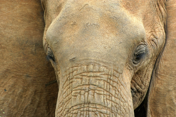 Elephant Portrait - Φωτογραφία, εικόνα