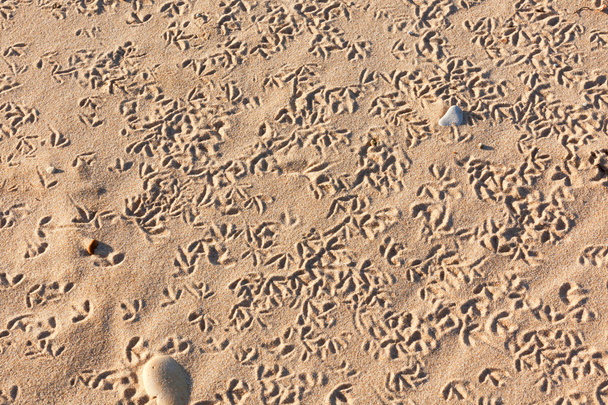 ptak ślady na piasku - Zdjęcie, obraz