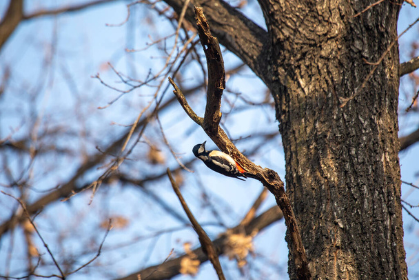 El gran pájaro carpintero manchado (Dendrocopos major) es un impactante pájaro europeo conocido por su característico plumaje blanco y negro y sus tambores. Se encuentra en bosques y jardines. - Foto, Imagen