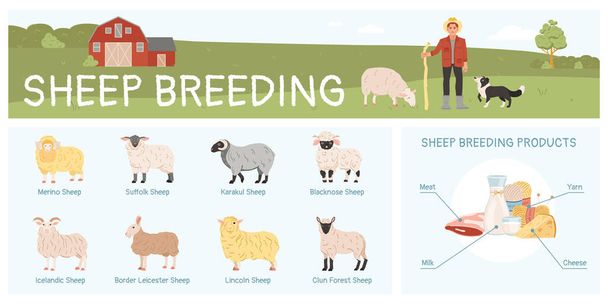 Płaska infografika hodowli owiec z różnymi rasami i produktami ilustracja wektora - Wektor, obraz