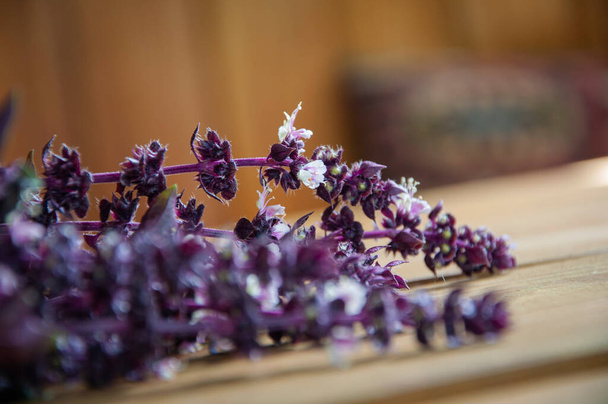 バジル新鮮な食材。 新鮮な香りの紫色のバジルのエコ束は木のテーブルの葉が付いている. 風味豊かな新鮮な紫色のバジルストーク。 アロマティックハーブバジルハーブ. 有機農業とガーデニング. - 写真・画像