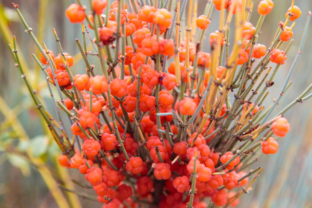 Ephedra es un género de arbustos de la clase Opresiva, el género de su familia Ephedra Ephedraceae o Ephedra. Bayas rojas, planta narcótica. Fondo natural - Foto, Imagen