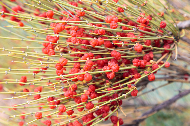 Ephedra jest rodzajem krzewów z klasy uciskowej, rodzaju Ephedra Ephedraceae lub Ephedra. Czerwone jagody, narkotykowa roślina. naturalne tło - Zdjęcie, obraz