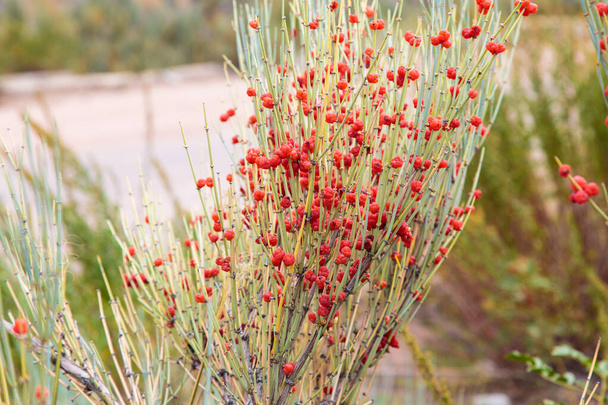 Ephedra es un género de arbustos de la clase Opresiva, el género de su familia Ephedra Ephedraceae o Ephedra. Bayas rojas, planta narcótica. Fondo natural - Foto, Imagen