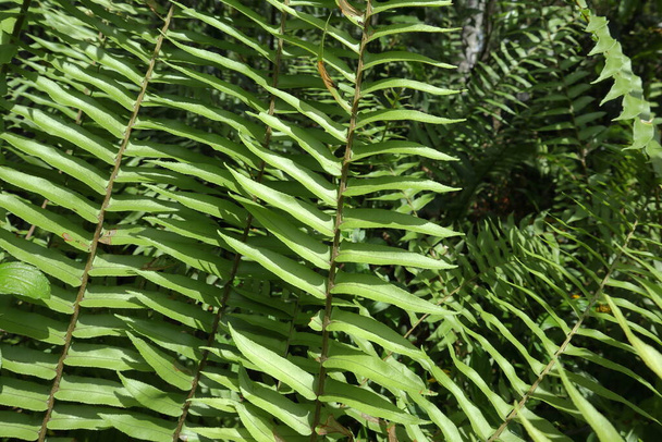 Естественный вид на листья листвы принадлежит сорту папоротника Нефролепис, растущего в лесной зоне. - Фото, изображение