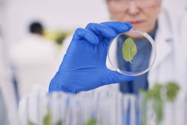 Tudomány, növények és nő üveg laboratóriumi, orvosi kutatás és a természetgyógyászat. Biotechnológia, gyógyszerészet és tudós levélnövekedéssel, labortechnikus ellenőrzi a zöld leveleket az edényben - Fotó, kép