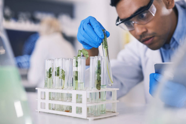 Wetenschap, planten en mens met reageerbuis in laboratorium, onderzoek en denken met natuurlijke geneeskunde. Biotech, farmaceutisch en wetenschapper met blad, lab technicus met groene medische oplossing in glas. - Foto, afbeelding
