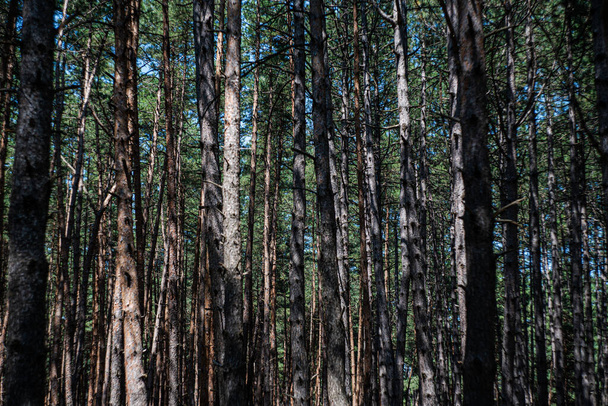 Kesällä villi maisema metsän kanssa - Valokuva, kuva