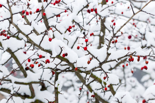 冬の赤い果実と雪に覆われたホーソーンブッシュ - 写真・画像