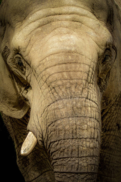primer plano vertical de un elefante sobre un fondo negro - Foto, imagen