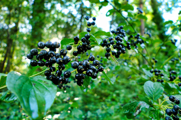 Black berries of the Common Dogwood Tree (Cornus sanguinea) following heavy rainfall - Photo, Image