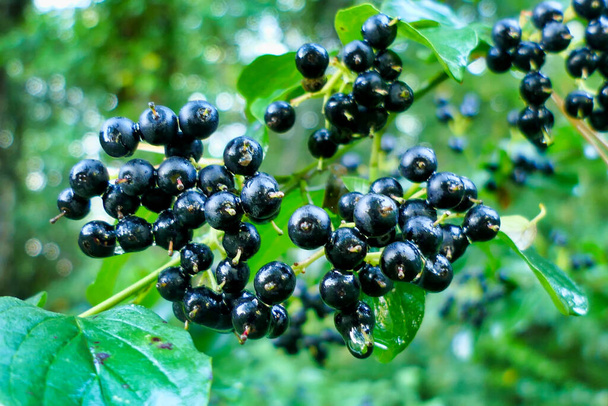 Black berries of the Common Dogwood Tree (Cornus sanguinea) following heavy rainfall - Photo, Image