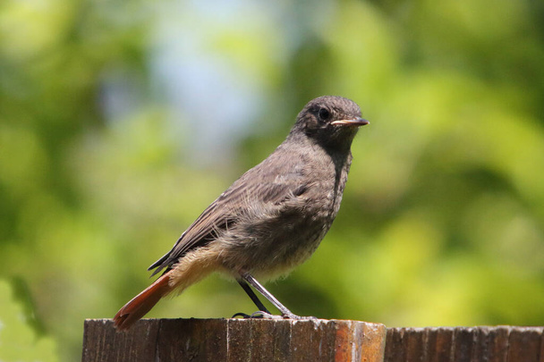 the black redstart (Phoenicurus ochruros) is a small passerine bird in the redstart genus Phoenicurus. - Photo, Image