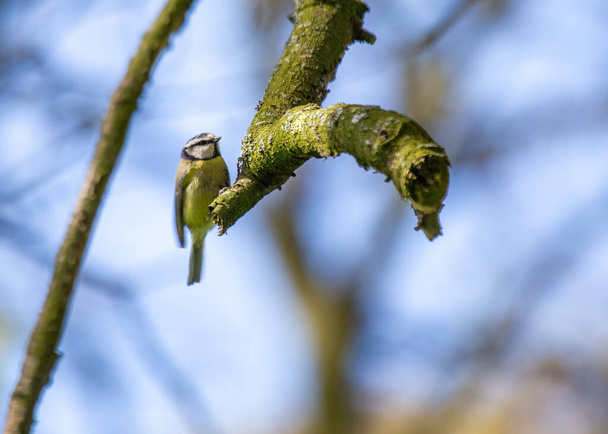 This vibrant Blue Tit (Cyanistes caeruleus) was spotted in Dublin's scenic Botanic Gardens, a paradise for birdwatchers and nature lovers. - Foto, Imagen