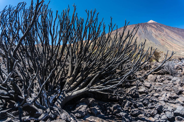 Yangından sonra doğa. Teide, Tenerife, Kanarya Adaları, İspanya ulusal parkının yanmış manzarası. Vahşi ateş çalıları ve brunchlar tarafından yok edildi. Küllerle kaplı volkanik kayalar. Yanmış dallar - Fotoğraf, Görsel