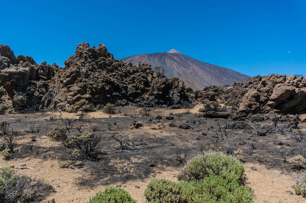 Yangından sonra doğa. Teide, Tenerife, Kanarya Adaları, İspanya ulusal parkının yanmış manzarası. Vahşi ateş çalıları ve brunchlar tarafından yok edildi. Küllerle kaplı volkanik kayalar. Yanmış dallar - Fotoğraf, Görsel