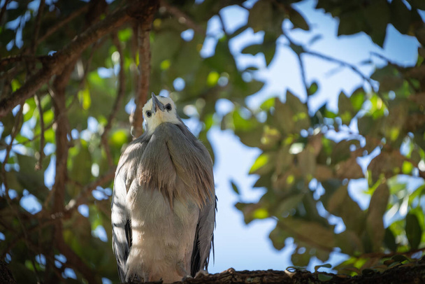 Белая цапля, сидящая высоко на дереве Похутукаква - Фото, изображение