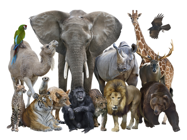 Группа диких животных на белом фоне. - Фото, изображение