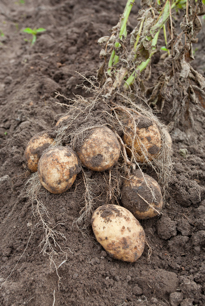 збору картоплі
 - Фото, зображення