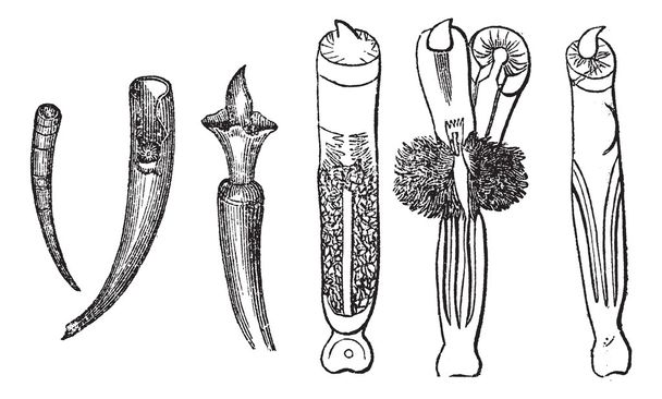 Tusk Shells o Dentalium entalis, ilustración grabada vintage
 - Vector, imagen