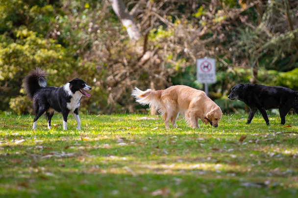 Grupa psów bawiących się na trawie w parku - Zdjęcie, obraz