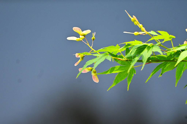 Японский клен (Acer palmatum) ключевых фруктов. После цветения в начале лета прикрепляется ключевой плод в форме пропеллера, а осенью он летит во время вращения на ветру.. - Фото, изображение