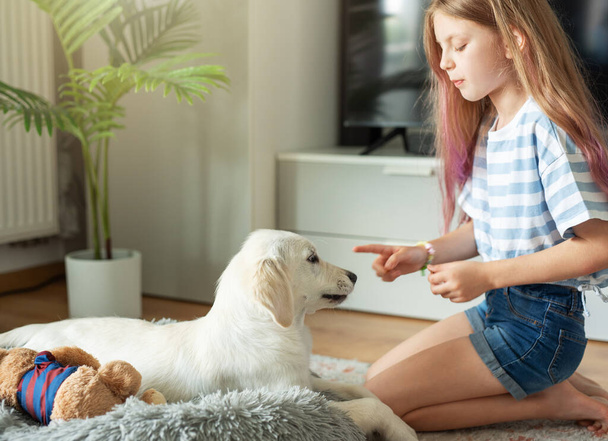 Little girl playing with a golden retriever puppy at home. Friends at home. - 写真・画像
