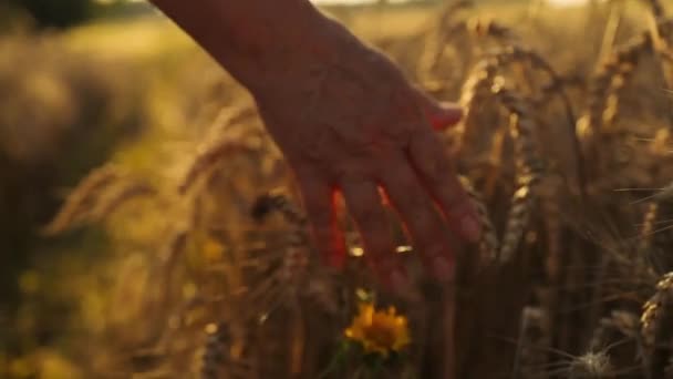 velho agricultor andando pelo campo de trigo ao pôr-do-sol tocando as orelhas de trigo com as mãos. conceito de agricultura. Imagens FullHD de alta qualidade - Filmagem, Vídeo