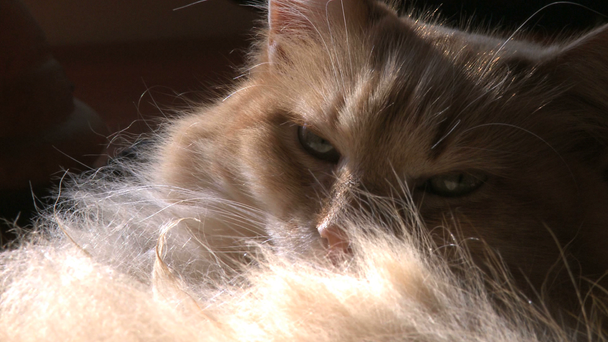 macska pihenő - Felvétel, videó
