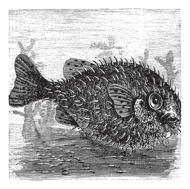 Long-spine Porcupine Fish or Spiny Balloon Fish or Diodon holoca - Vector, Image