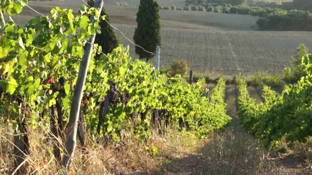 Toskánské vinice v Itálii - Záběry, video