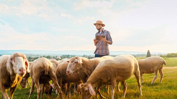Caucasian young male shepherd tapping and scrolling on tablet device while counting sheep grazing at field on summer day. Outdoors. Handsome man farmer using gadget while working at animals farm. - Photo, image