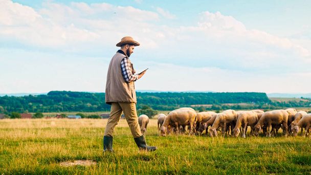 Caucasian male farmer in hat walking and using tablet device while flock of sheep grazing. Herd of lambs feeding at field. Man shepherd strolling at grassland and using computer at farm. - Фото, изображение