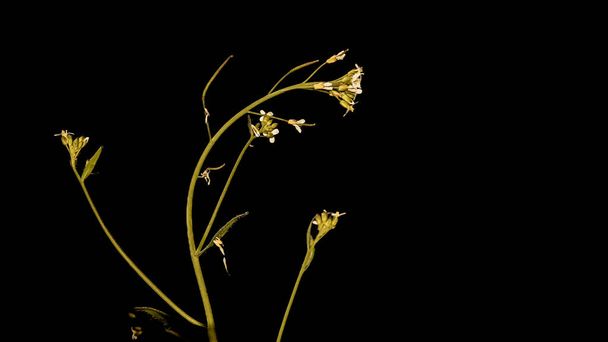 Blumen auf Makrofotografie mit schwarzem Hintergrund. - Foto, Bild