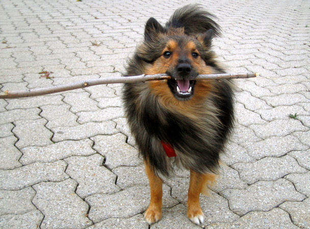 Doggy stick - Photo, Image