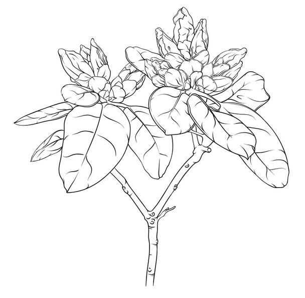 Zweig des Rhododendrons mit ungeblasenen Knospen und Blättern. Zeichnung, Skizze, Umriss einer Pflanze - Vektor, Bild
