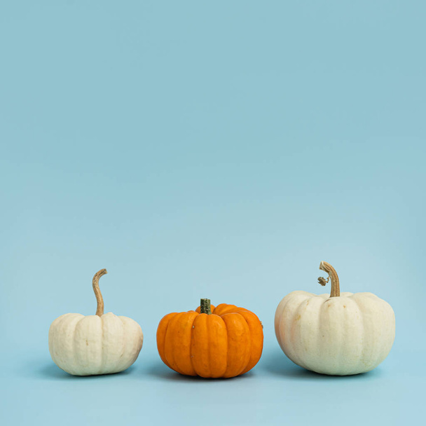 Decorative pumpkins. Aesthetic autumn, fall, thanksgiving, halloween creative concept with copy space - Photo, Image