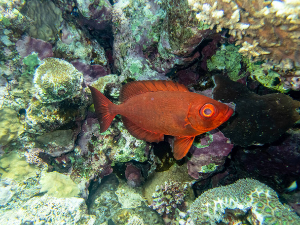 Priacanthus macracanthus v korálovém útesu Rudého moře - Fotografie, Obrázek