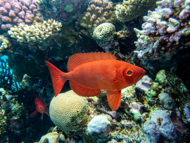 Priacanthus macracanthus в коралловом рифе Красного моря - Фото, изображение