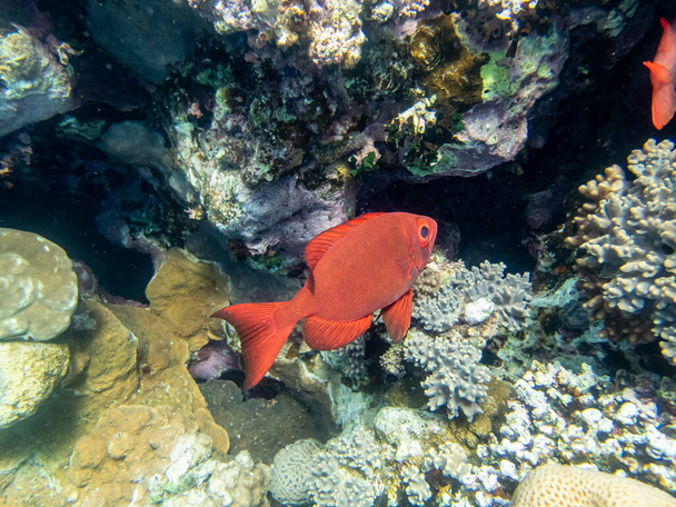 Priacanthus macracanthus en un arrecife de coral del Mar Rojo - Foto, imagen
