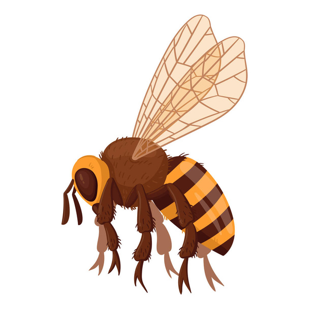 Cartoon flying bee. Honey bee insect, striped bumblebee. Cute winged bee flat vector illustration on white background - Vector, Image