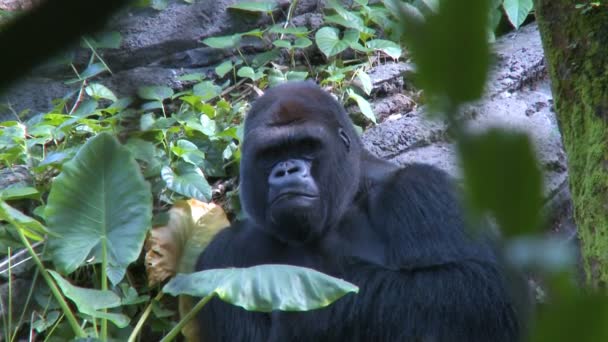 Gorilla ruht im Schatten - Filmmaterial, Video